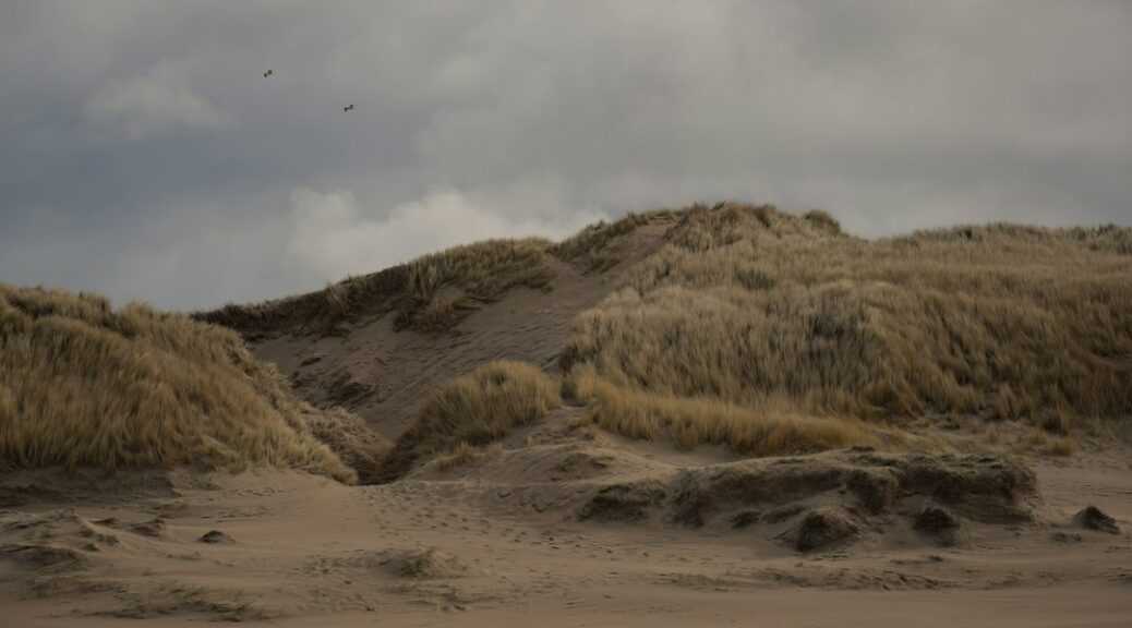 Duinlandschap met helmgras en vogels in de lucht