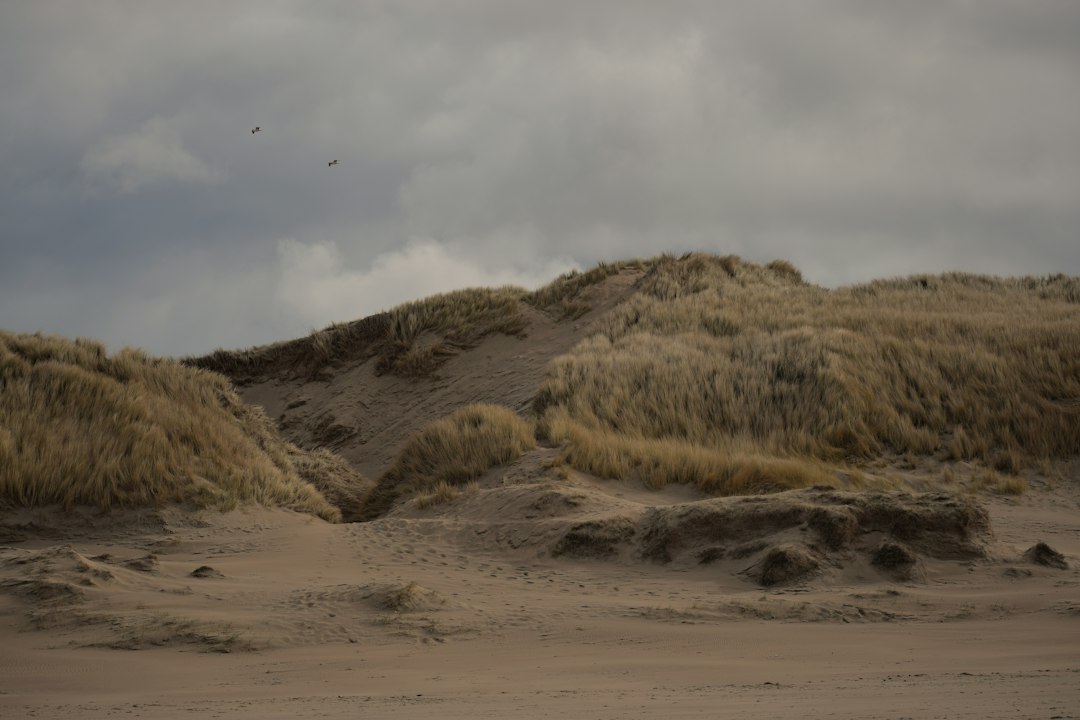 Duinlandschap met helmgras en vogels in de lucht